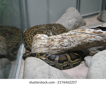 A Large Snake Lies In A Terrarium