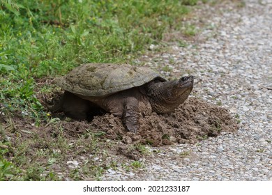 snapping turtle eggs