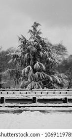 A large snowy tree. 