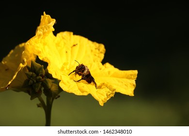 Large solitary bee on squash flower