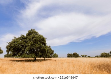 A large, solitary tree with a full canopy stands in the field of tall, golden grasses under a clear sky - Powered by Shutterstock