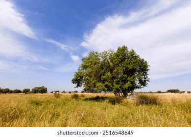 A large, solitary tree with a full canopy stands in the field of tall, golden grasses under a clear sky - Powered by Shutterstock