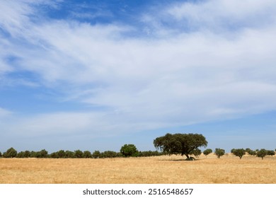 A large, solitary tree with a full canopy stands in the field of tall, golden grasses under a clear sky - Powered by Shutterstock