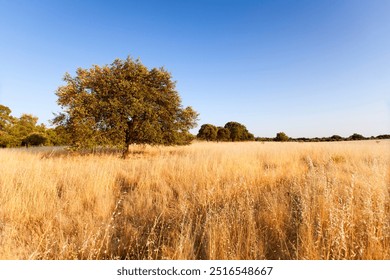 A large, solitary tree with a full canopy stands in the field of tall, golden grasses under a clear sky - Powered by Shutterstock