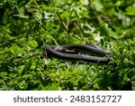 A large Southern Black Racer, Coluber constrictor, coiled up in a small tree with grape vines around it. The scales are clearly seen, and the head is visible.