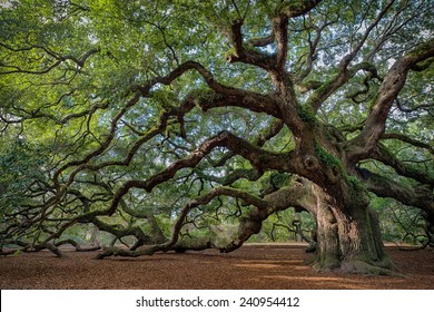Große Südeiche (Quercus virginiana) bei Charleston, South Carolina