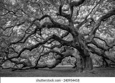 Large southern live oak (Quercus virginiana) near Charleston, South Carolina