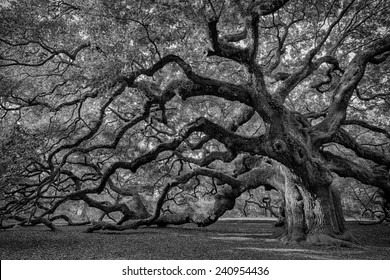 Large southern live oak (Quercus virginiana) near Charleston, South Carolina, soft focus