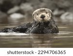 A large southern sea otters folds his hands as he grooms off shore. 