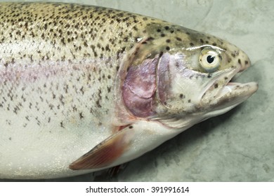Large Speckled Fish Photographed on a Slate Background