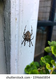 A large spider hangs in its web.