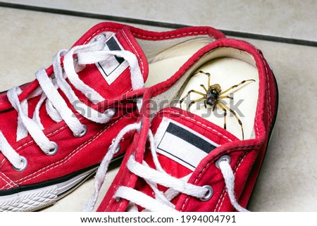 large spider hidden inside children's sneakers, venomous animal, concept of arachnophobia and pest control