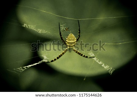 Similar – Image, Stock Photo evergreen Ivy Creeper Tree