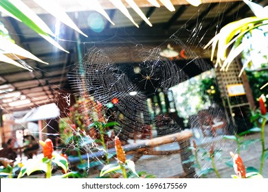 Large spider web Between 2 trees That a spider made to trap the flying insects for food.