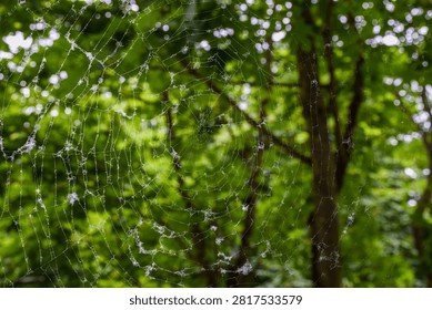 Large spider web with dew and fluff against a blurred green forest background