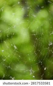 Large spider web with dew and fluff against a blurred green forest background
