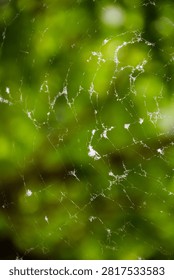 Large spider web with dew and fluff against a blurred green forest background