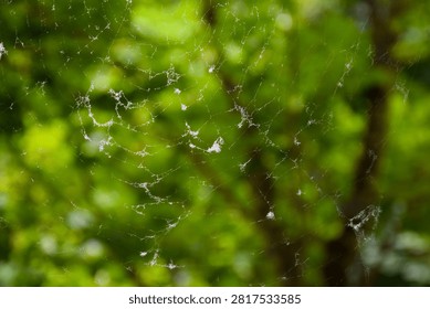 Large spider web with dew and fluff against a blurred green forest background
