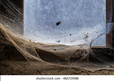 large spider web structure with caught prey stretching across an old dirty window