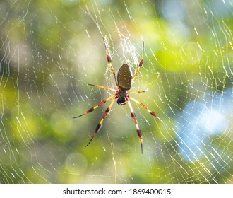 large spider web in tree