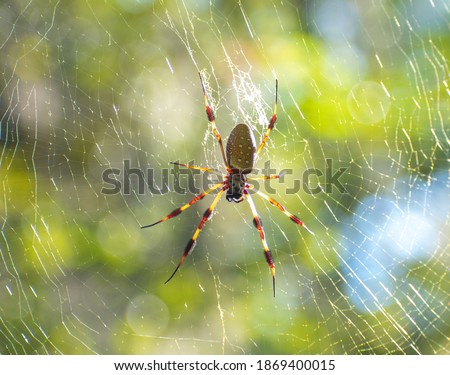 large spider web in tree