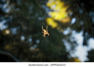 Large spider working on web in front of defocused trees. Yellow spider hanging upside down. Cross Orb weaver spider or European garden spider. Beneficial insect in gardens. Vancouver, BC, Canada. - Powered by Shutterstock