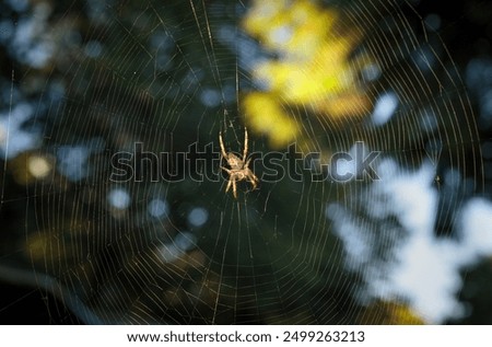 Large spider working on web in front of defocused trees. Yellow spider hanging upside down. Cross Orb weaver spider or European garden spider. Beneficial insect in gardens. Vancouver, BC, Canada.