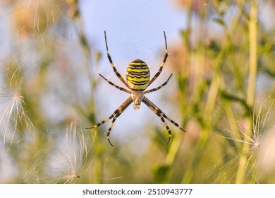 A large spider of yellow color with black stripes sits in a spider's web. A striped spider with hairy legs waiting in a web for its prey. A large colorful spider with dark stripes Argiope bruennichi. - Powered by Shutterstock