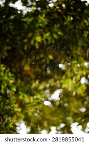 large spiderweb in big tree