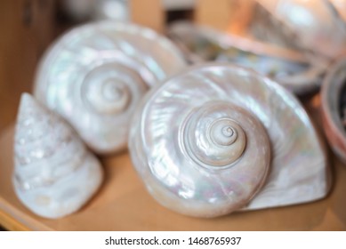 Large Spiral Shells On Shelf, Pearlescent White Shells In Shell Collection