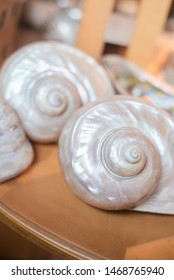 Large Spiral Shells On Shelf, Pearlescent White Shells In Shell Collection