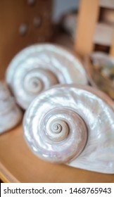 Large Spiral Shells On Shelf, Pearlescent White Shells In Shell Collection