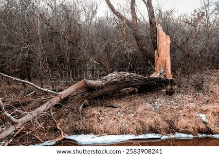 a large split in half broken dead tree trunk from wind storm weather damage dramatic nature woodland forest winter powerful nature background photography	