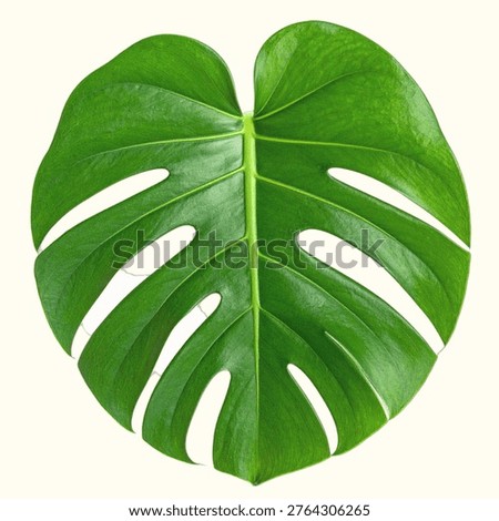 Large split monstera leaf with natural fenestrations isolated on white background, tropical houseplant foliage photography