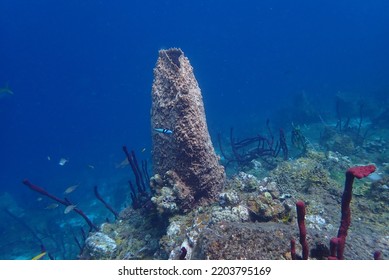 Large Sponges Off Sugar Beach, St Lucia.