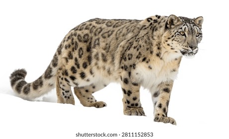 A large spotted snow leopard walking profile view isolated on white transparent background.