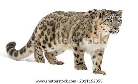 A large spotted snow leopard walking profile view isolated on white transparent background.
