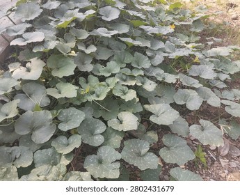 A large spread of pumpkin foliage is captured in a wide outdoor view with dense leaf coverage. Broad leaves overlap across the ground, displaying visible veins, textured surfaces, and varying leaf sizes. The photograph is suitable for computer vision datasets and foliage recognition tasks.
