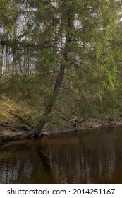 A Large Spruce On A Bank Of Forest River. Dark Water Of A Peat Forest River.