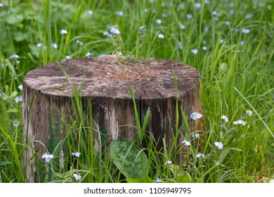 large square stump in the grass