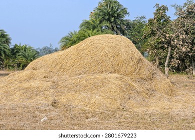 Large Stack of Dried Hay in Agricultural Countryside Landscape

A large golden-brown haystack stands in an open rural field beneath a clear blue sky. Surrounded by palm trees and lush vegetation, the scene reflects traditional agriculture, livestock fodder storage, harvest season, and countryside life in a tropical environment. Ideal for farming, sustainability, rural economy, and agricultural-themed projects.