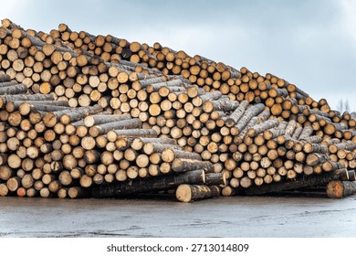 Large Stack of Freshly Cut Pine and Spruce Logs at Industrial Timber Storage Site