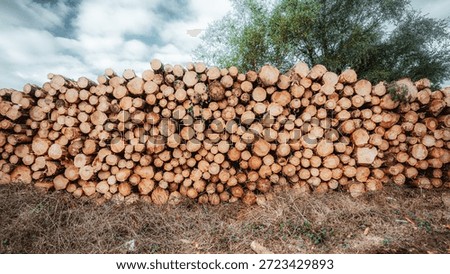 Large stack of freshly cut timber logs in a forest clearing, round wood ends forming texture pattern, overcast sky and trees, logging and lumber industry
