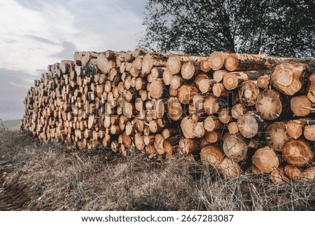 Large stack of freshly cut tree logs piled outdoors on dry grass with visible wood texture, annual rings and bark details under natural daylight in rural forest area