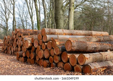 Large stacks of logged tree trunks along muddy logging trail showing annual growth rings