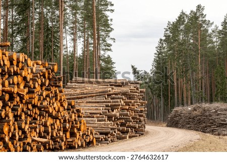 Large stacks of pine logs and piles of forest residues along a curved road, industrial wood harvesting and biomass resource
