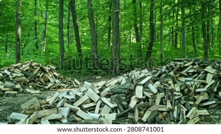 Large stacks of split firewood in deciduous forest clearing. Woodland landscape photography