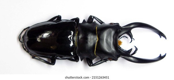 Large stag beetle Odontolabis intermedius isolated on white from Philippines. Lucanidae. Collection beetle. Entomology. Tropical insects.