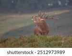 Large stag bellowing to warn off other red deer