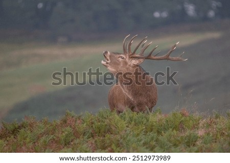 Similar – Image, Stock Photo A roaring stag Deer